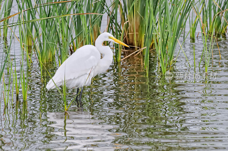 大白鹭，Ardea alba，在南Padre岛狩猎